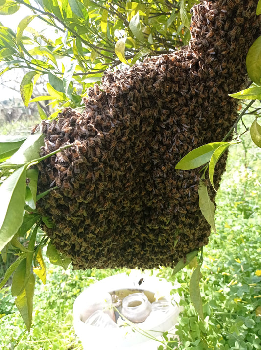 Perchè scegliere noi? - ApicolturaFC